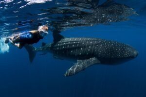 Cancun : Whale Sharks snorkeling trip & Mujeres island, pick up