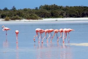 Private Rio Lagartos Flamingo and pink lakes