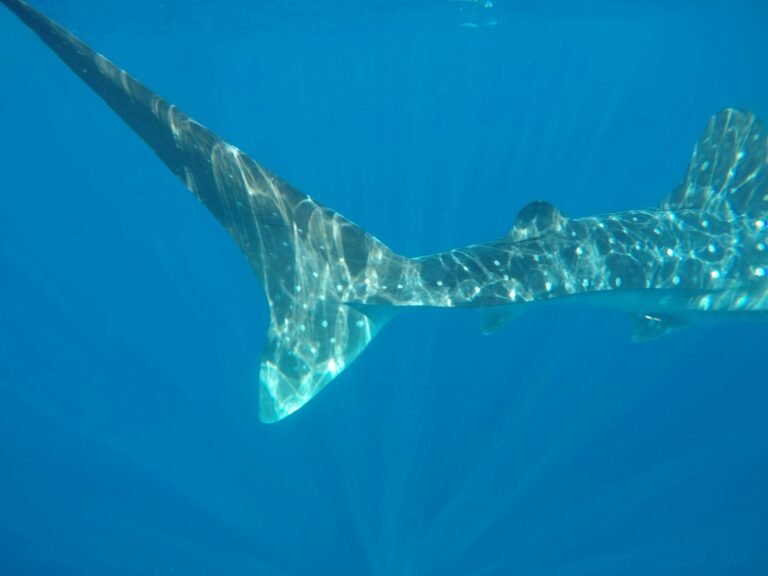 Water Adventures in Cancún: A Practical Guide to Snorkeling, Diving, and More