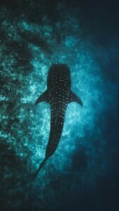 Whale Shark Swimming in Cancún: What to Know Before You Book