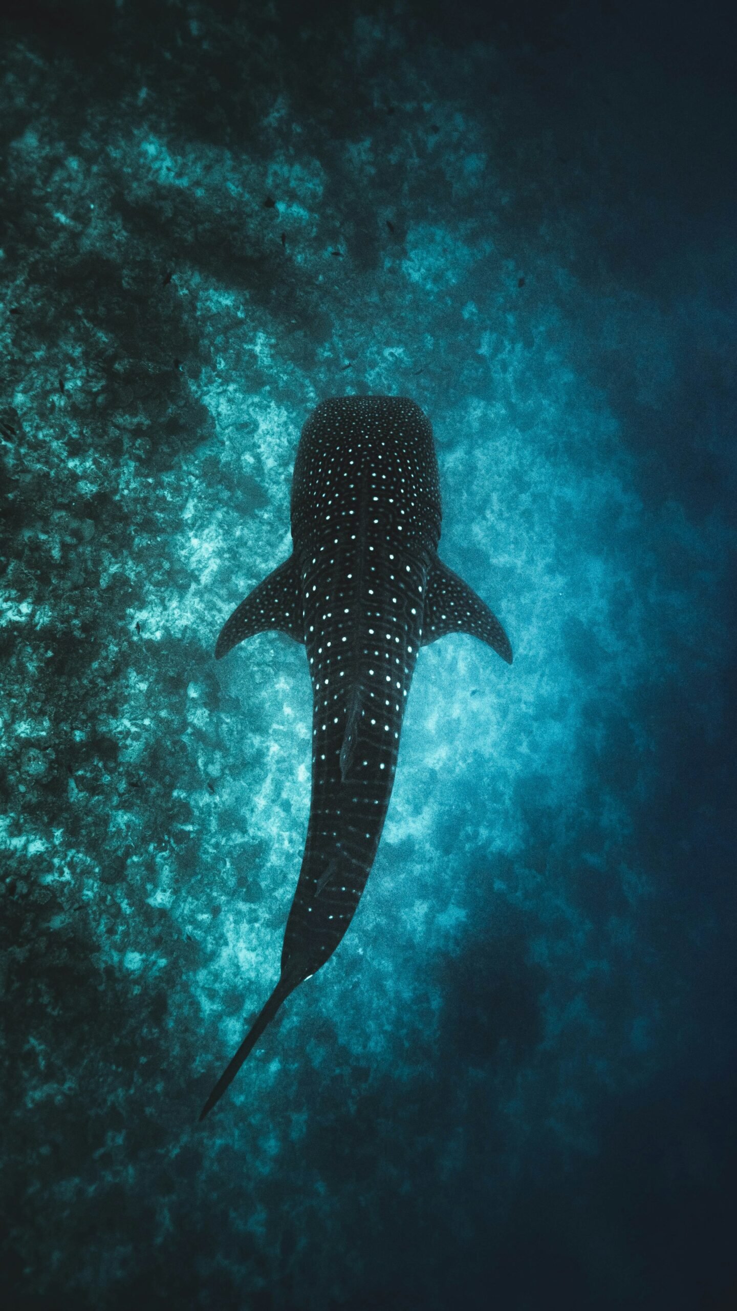 Whale Shark Swimming in Cancún: What to Know Before You Book